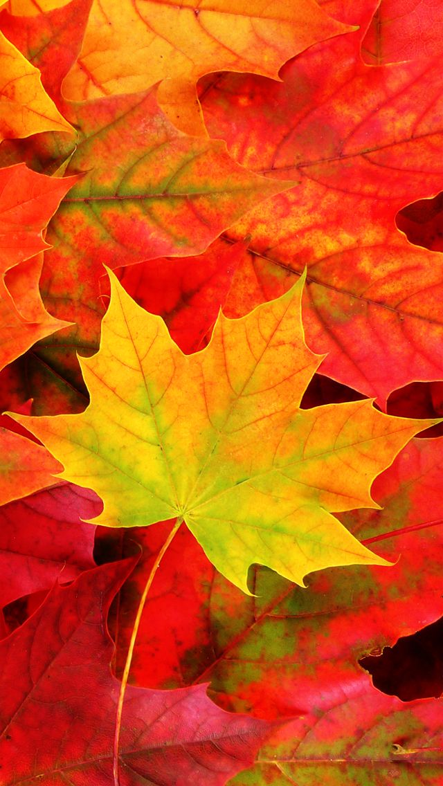 autumn ipad wallpaper,leaf,tree,maple leaf,black maple,red