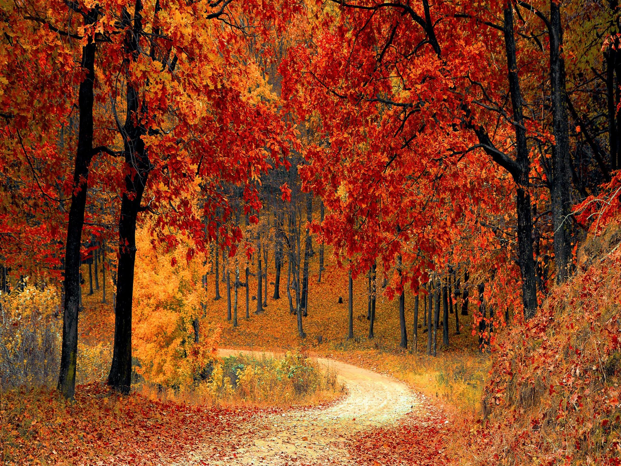 가을 아이 패드 벽지,나무,자연 경관,자연,잎,가을