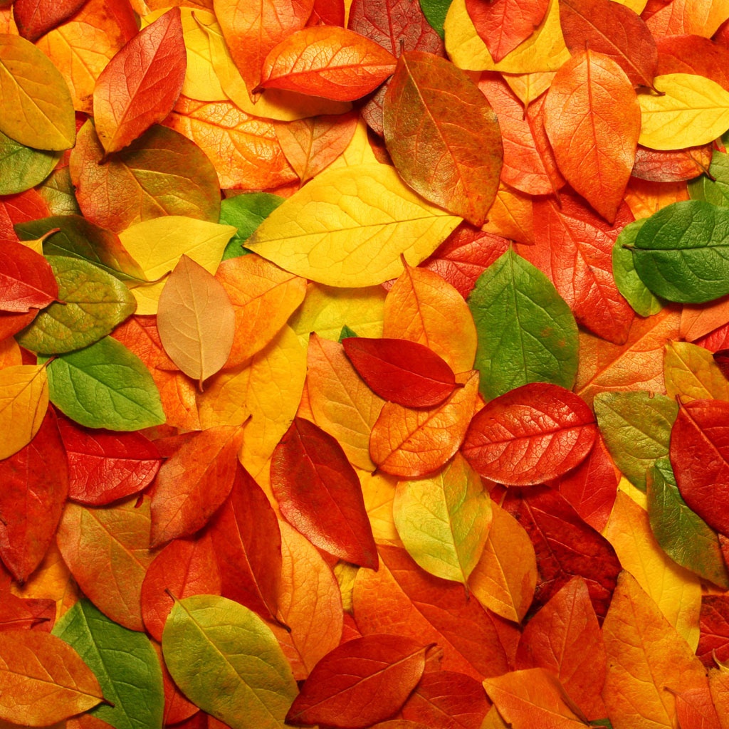 ipad mini retina wallpaper,leaf,orange,plant,tree,deciduous