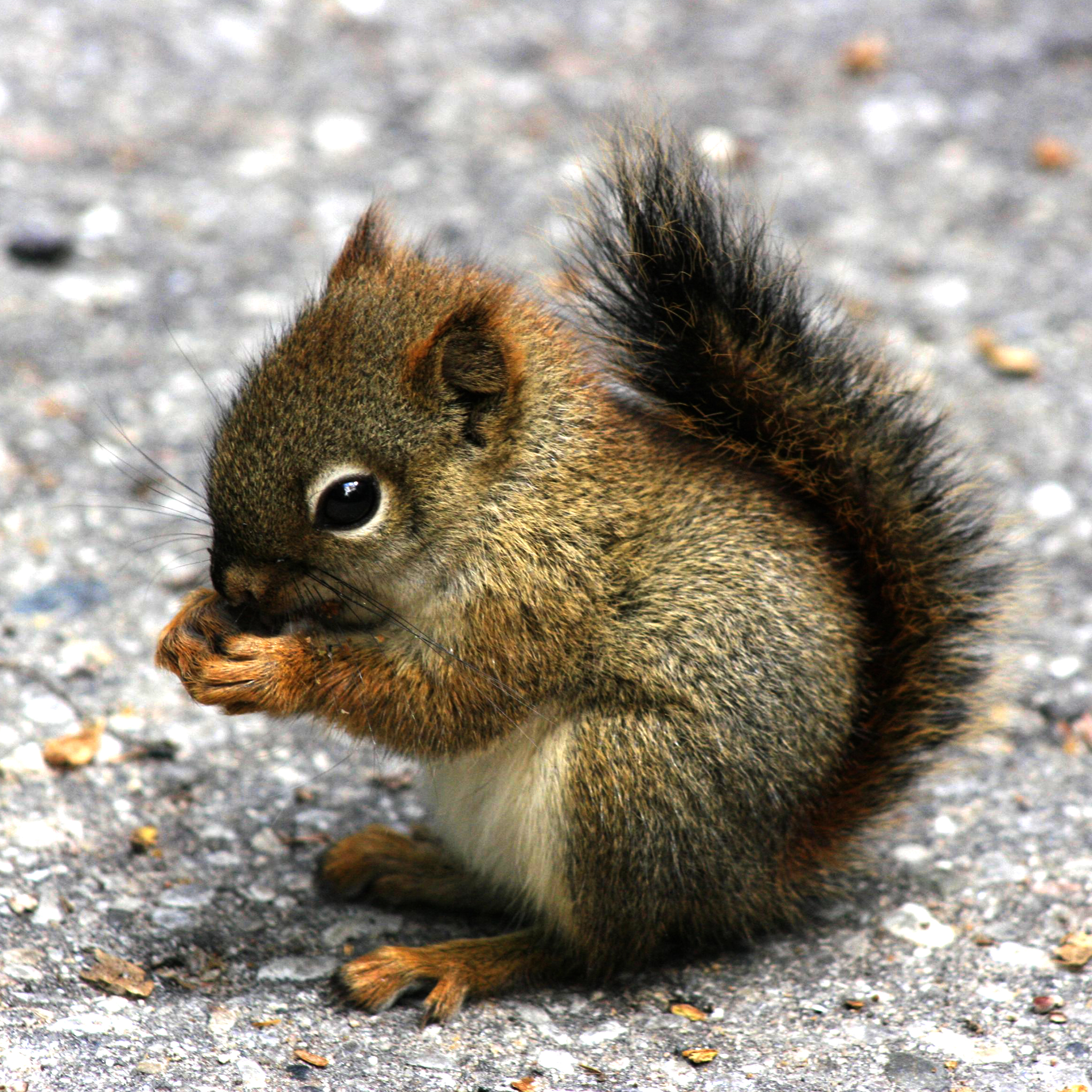 ipad mini retina wallpaper,eichhörnchen,fuchs eichhörnchen,erdhörnchen,landtier,chipmunk