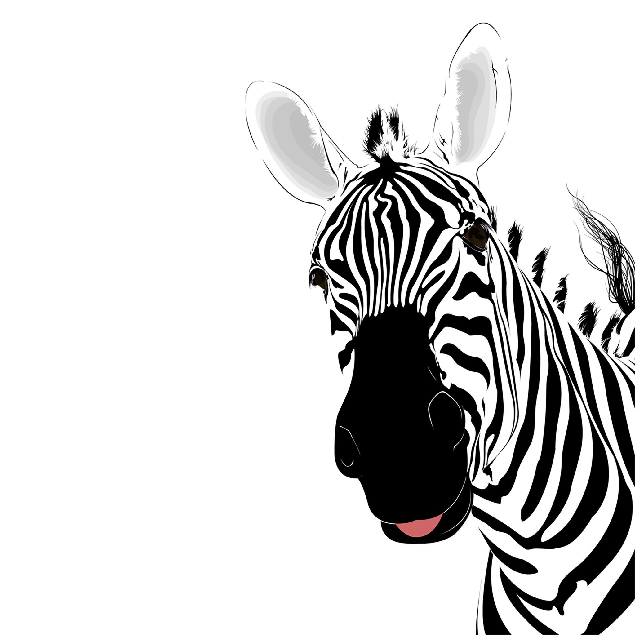 white ipad wallpaper,zebra,wildlife,head,snout,terrestrial animal