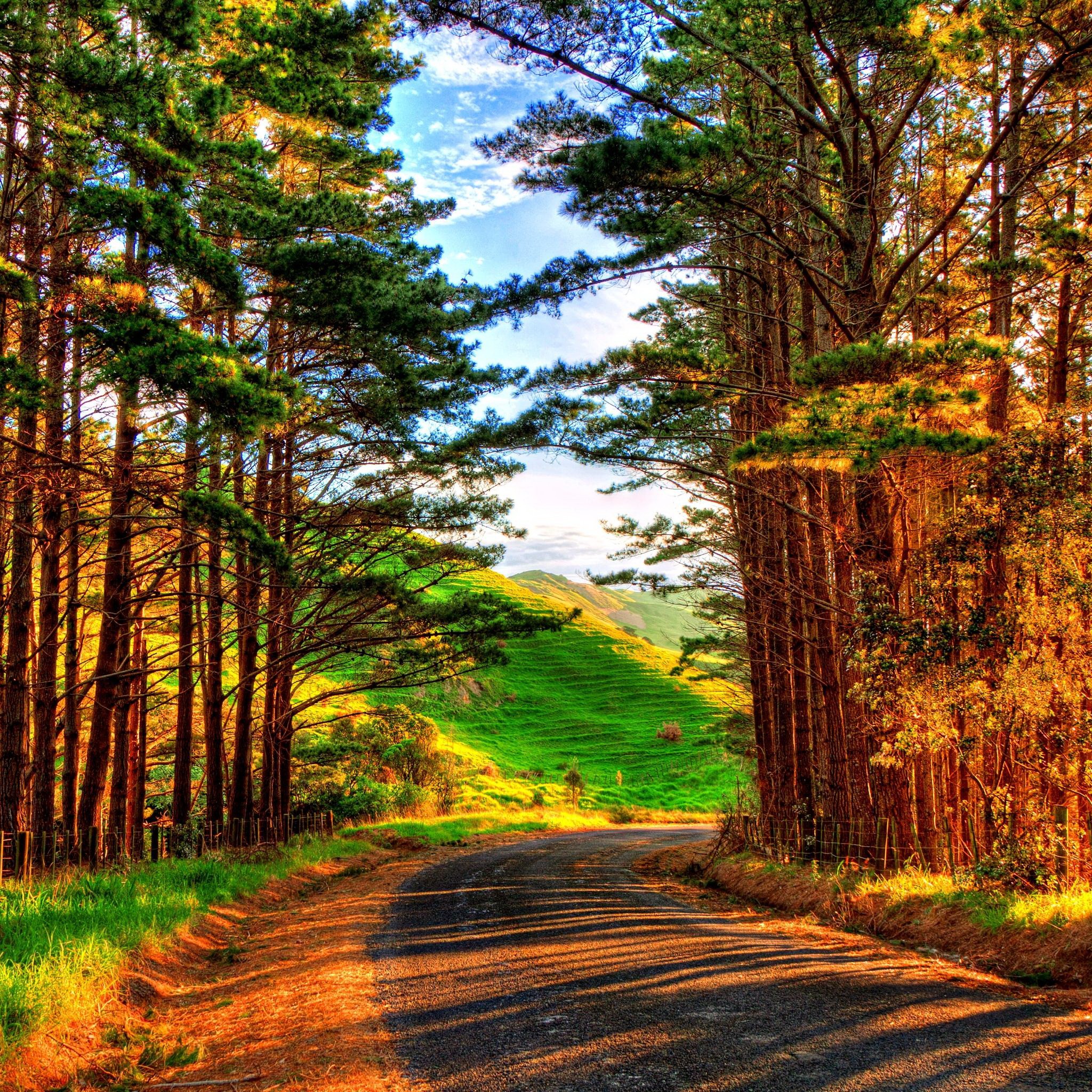 ipad壁紙自然,自然の風景,木,自然,道路,森林