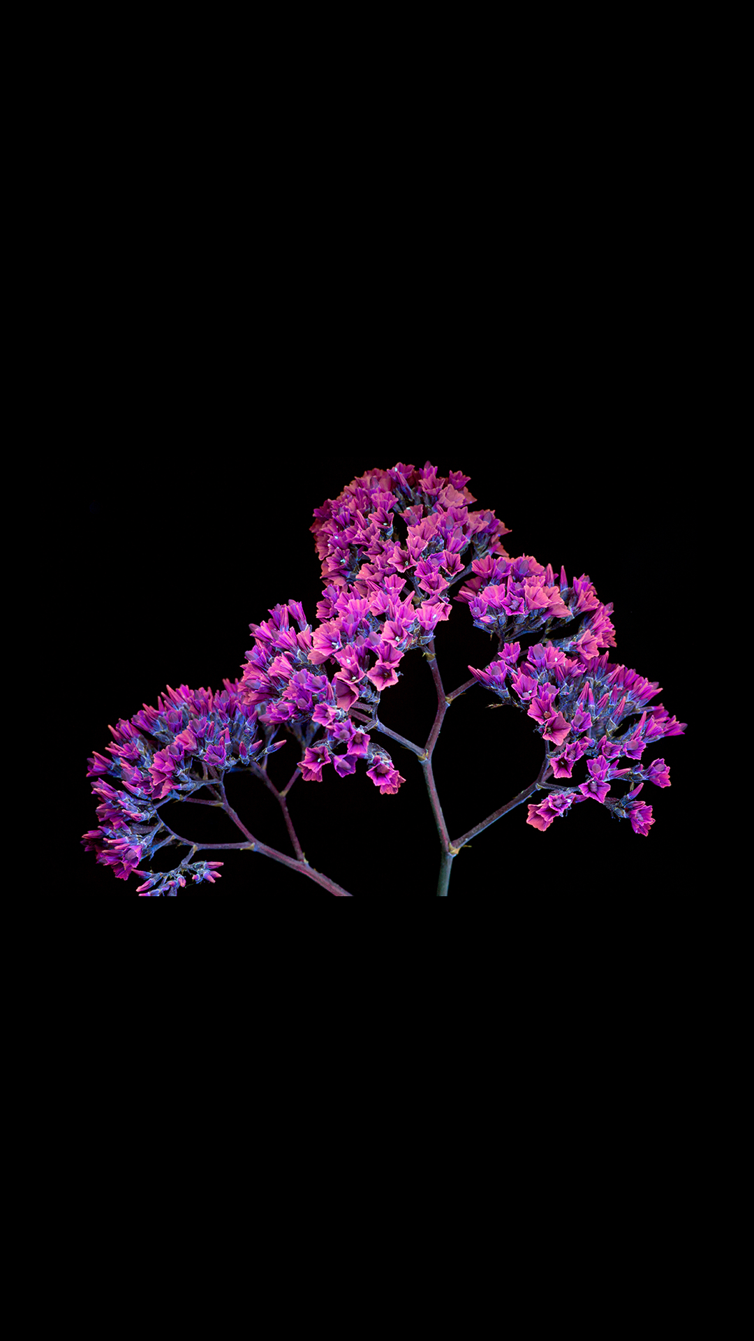 iphone phone wallpaper,purple,violet,pink,branch,lilac