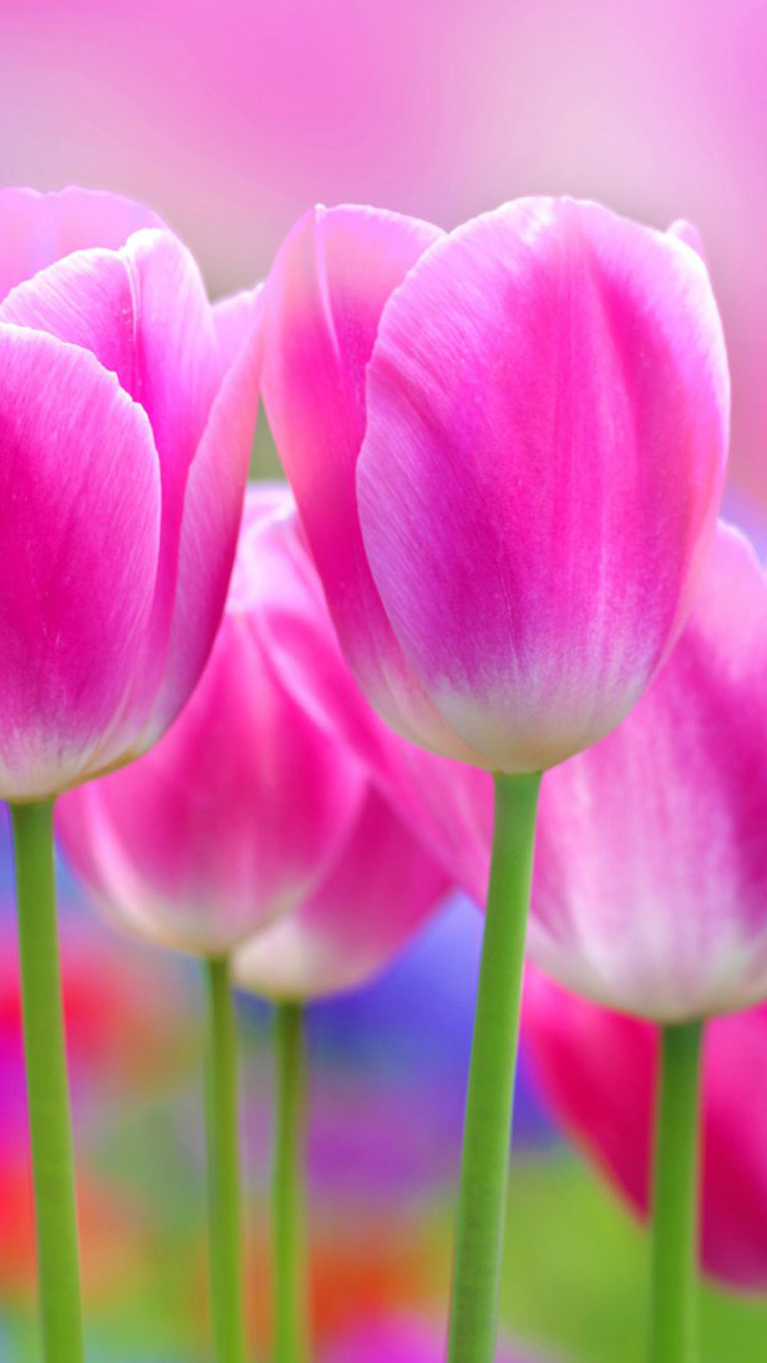 fondo de pantalla para iphone plus,flor,tulipán,pétalo,planta floreciendo,rosado
