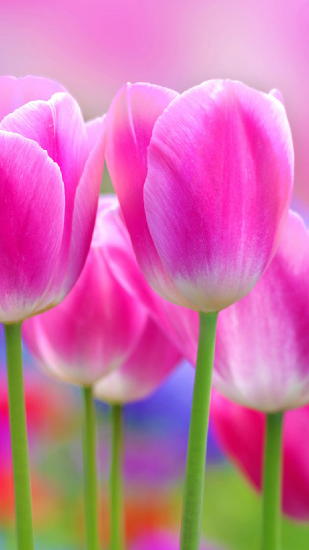 iphoneプラスの壁紙,花,チューリップ,花弁,開花植物,ピンク