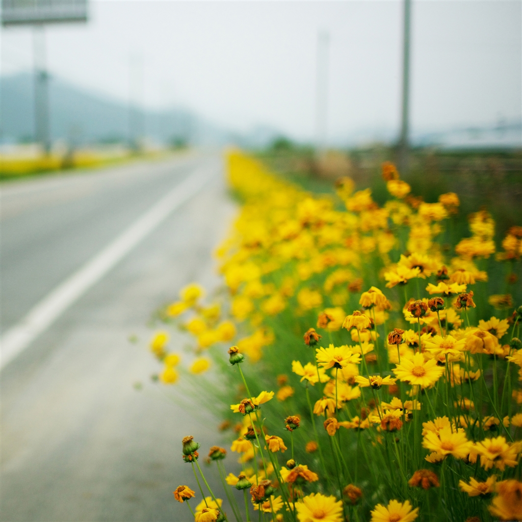 free wallpaper for ipad mini,flower,yellow,plant,spring,wildflower