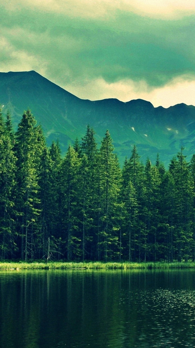 Iphone 6 Green Moutain Wallpaper Pine Tree Wallpaper Hd WallpaperUse