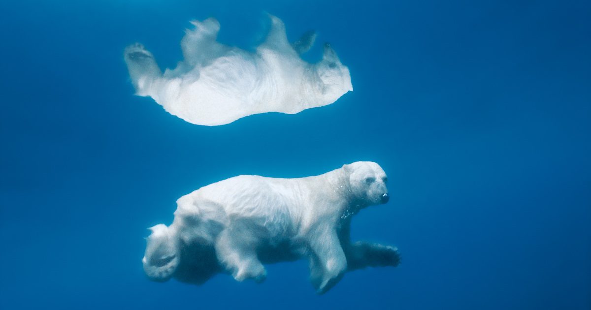 mac air wallpaper,bear,polar bear,polar bear,sky,organism