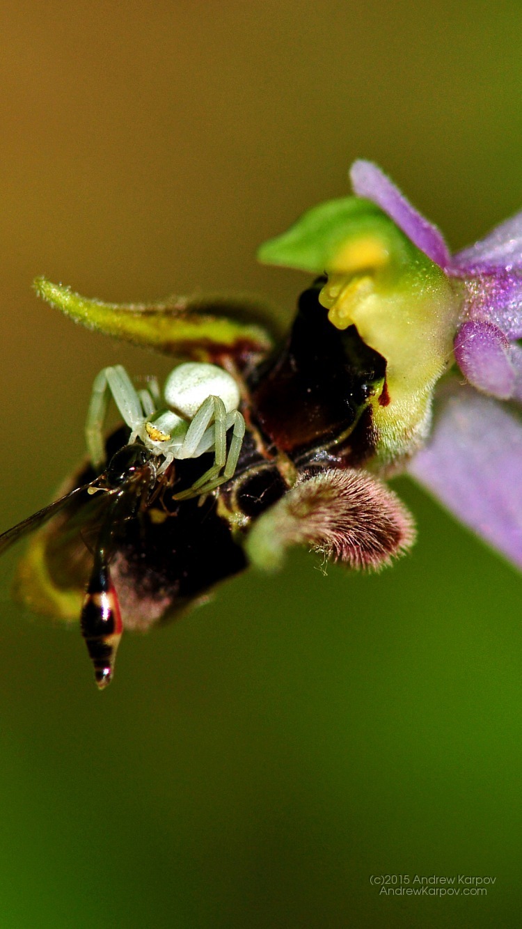 fondo de pantalla para iphone 6,abejorro,insecto,flor,abeja,abeja