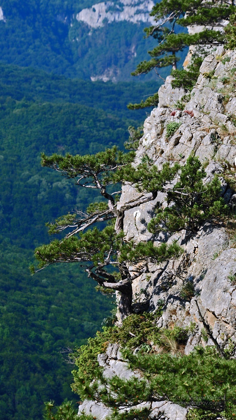 fondo de pantalla para iphone 6,paisaje natural,árbol,estación de la colina,planta,montaña
