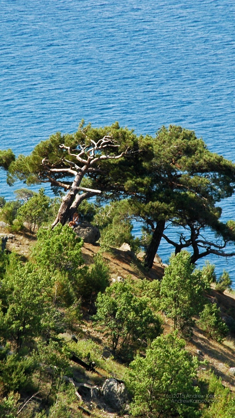 fondo de pantalla para iphone 6,árbol,planta,planta leñosa,paisaje natural,pino lodgepole