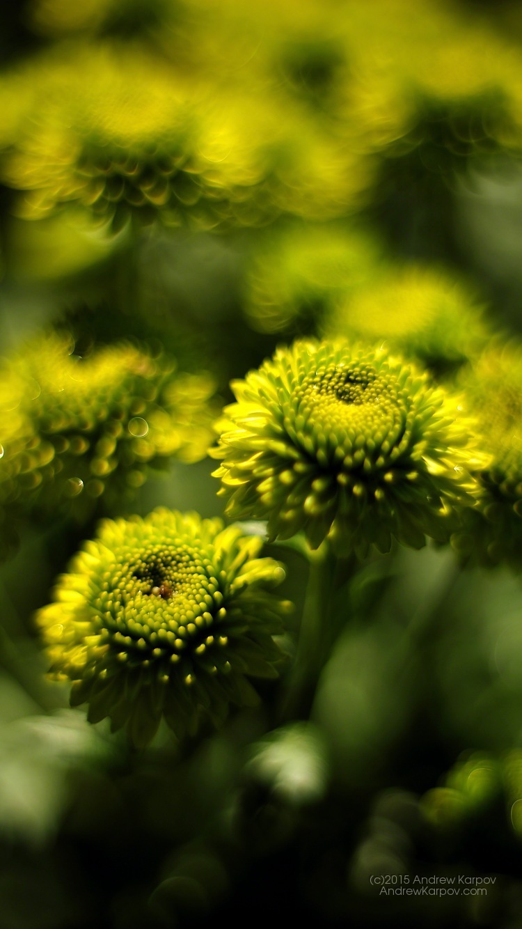 fond d'écran untuk iphone 6,fleur,la nature,jaune,vert,plante