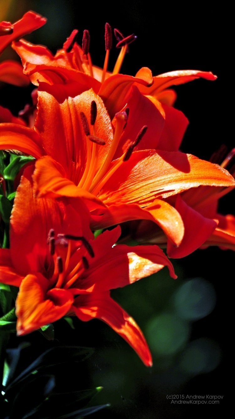 fondo de pantalla para iphone 6,flor,planta floreciendo,lirio,pétalo,naranja