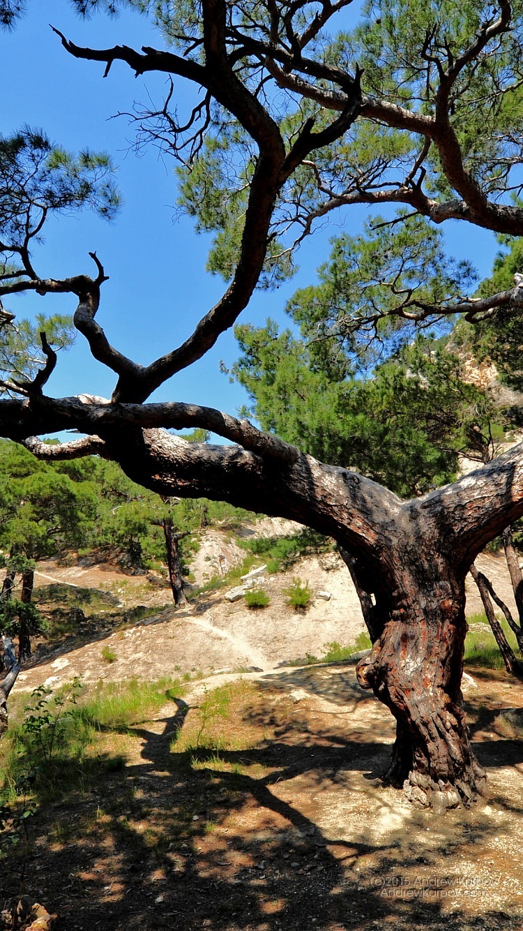 fondo de pantalla para iphone 6,árbol,naturaleza,planta leñosa,planta,paisaje natural