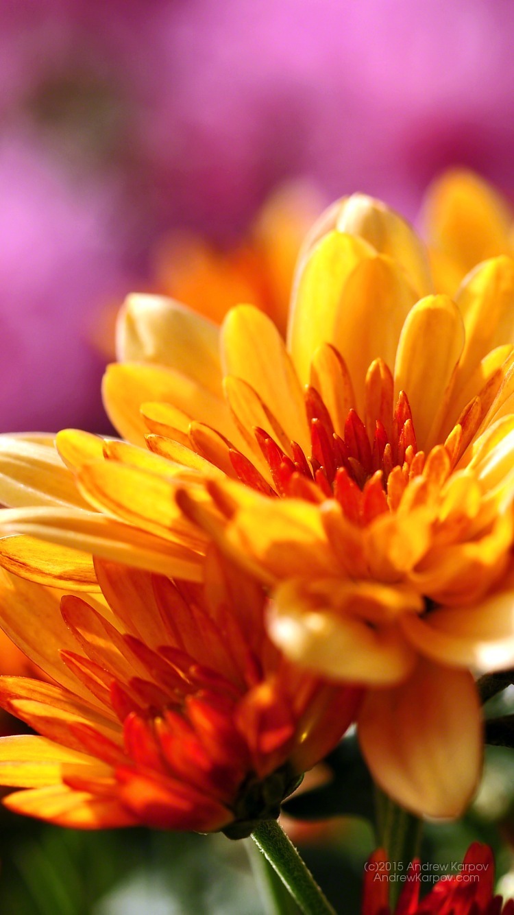 fond d'écran untuk iphone 6,fleur,plante à fleurs,pétale,jaune,orange