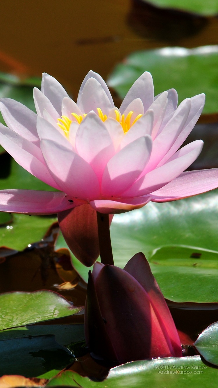 wallpaper untuk iphone 6,flower,lotus,sacred lotus,fragrant white water lily,flowering plant