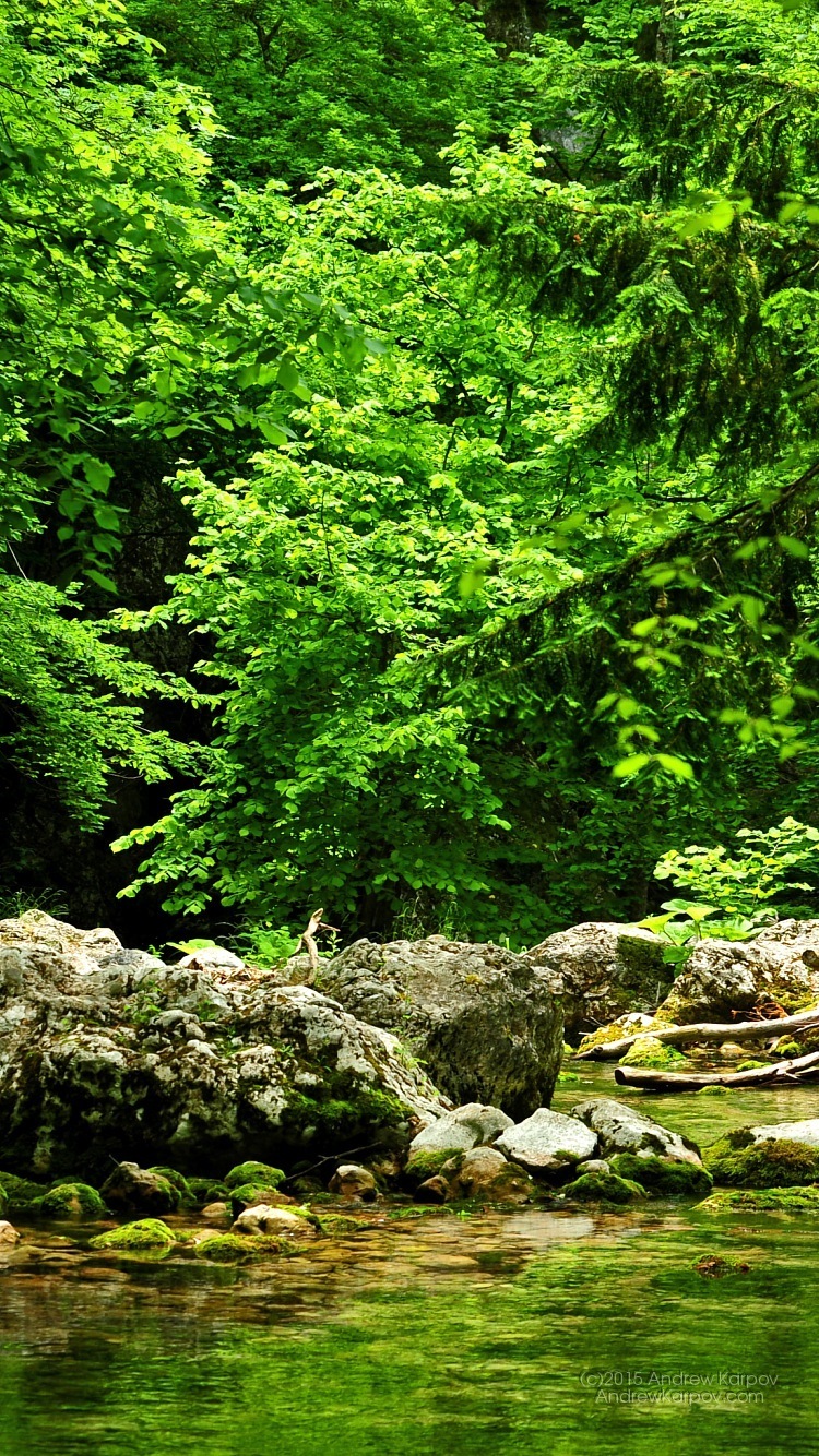 壁紙untuk iphone 6,自然の風景,自然,木,緑,森林