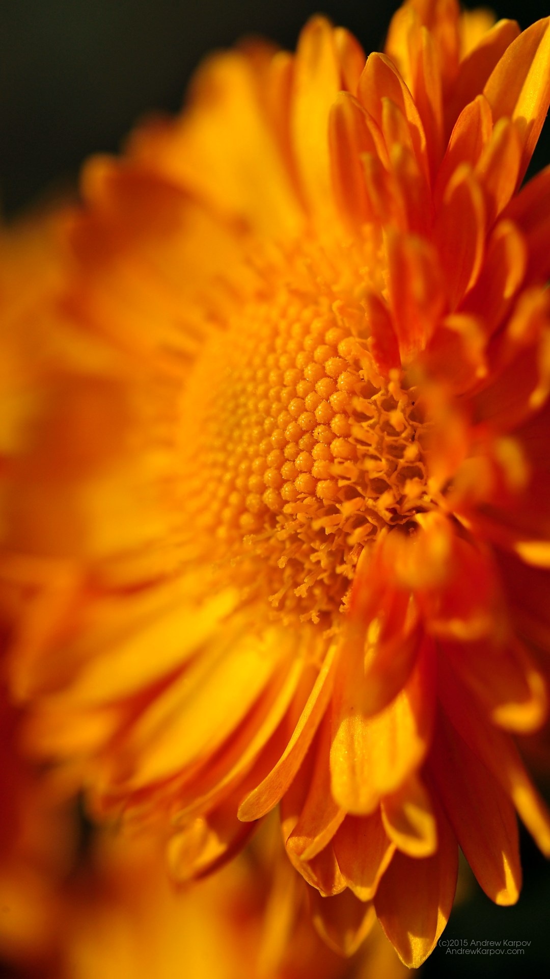 fondo de pantalla para iphone 6,flor,pétalo,naranja,amarillo,planta