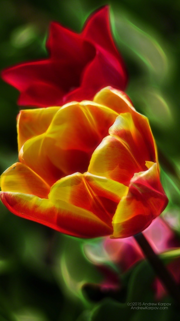 fondo de pantalla para iphone 6,pétalo,flor,rojo,planta floreciendo,planta