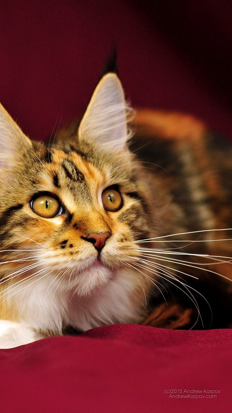 壁紙untuk Iphone 6 ネコ 中型から中型の猫 ひげ ネコ科 ぶち猫 Wallpaperuse 壁紙untuk Iphone 6 ネコ 中型から中型の猫 ひげ ネコ科 ぶち猫 Wallpaperuse