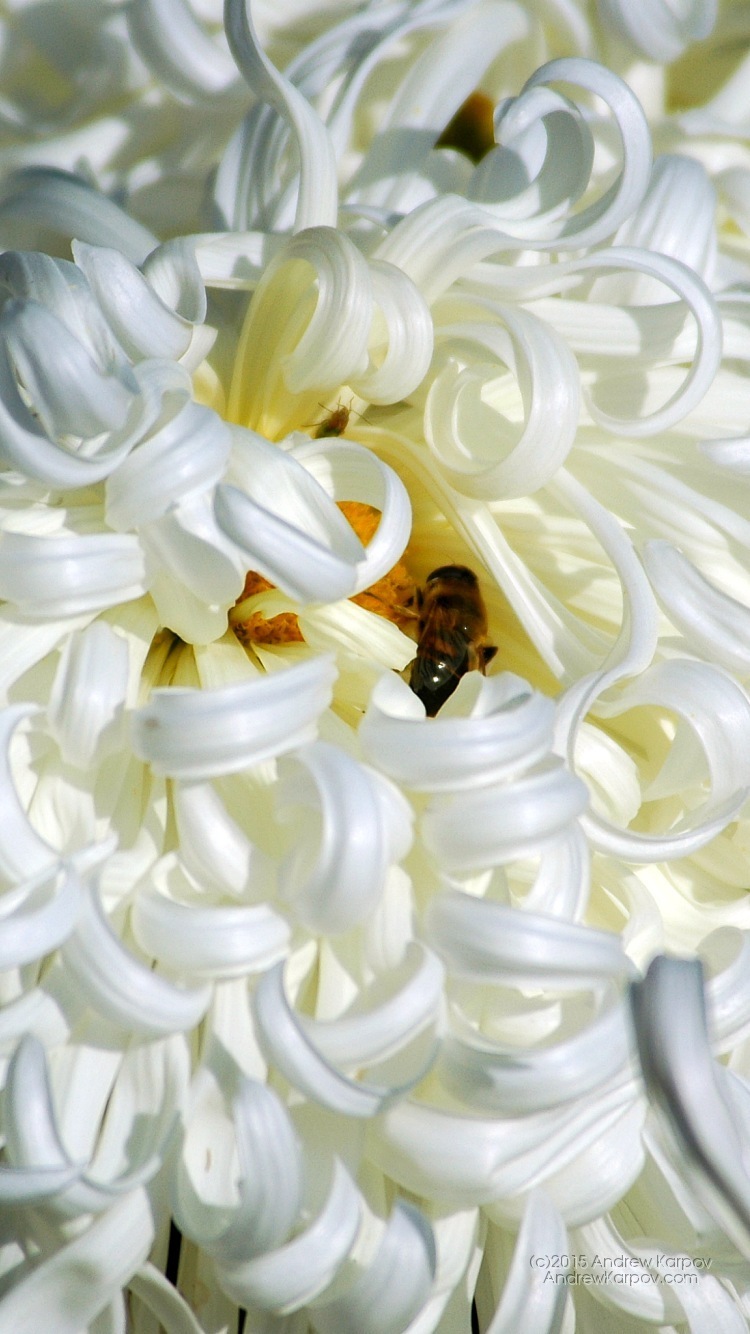 sfondi per iphone 6,bianca,fiore,petalo,pianta,giacinto