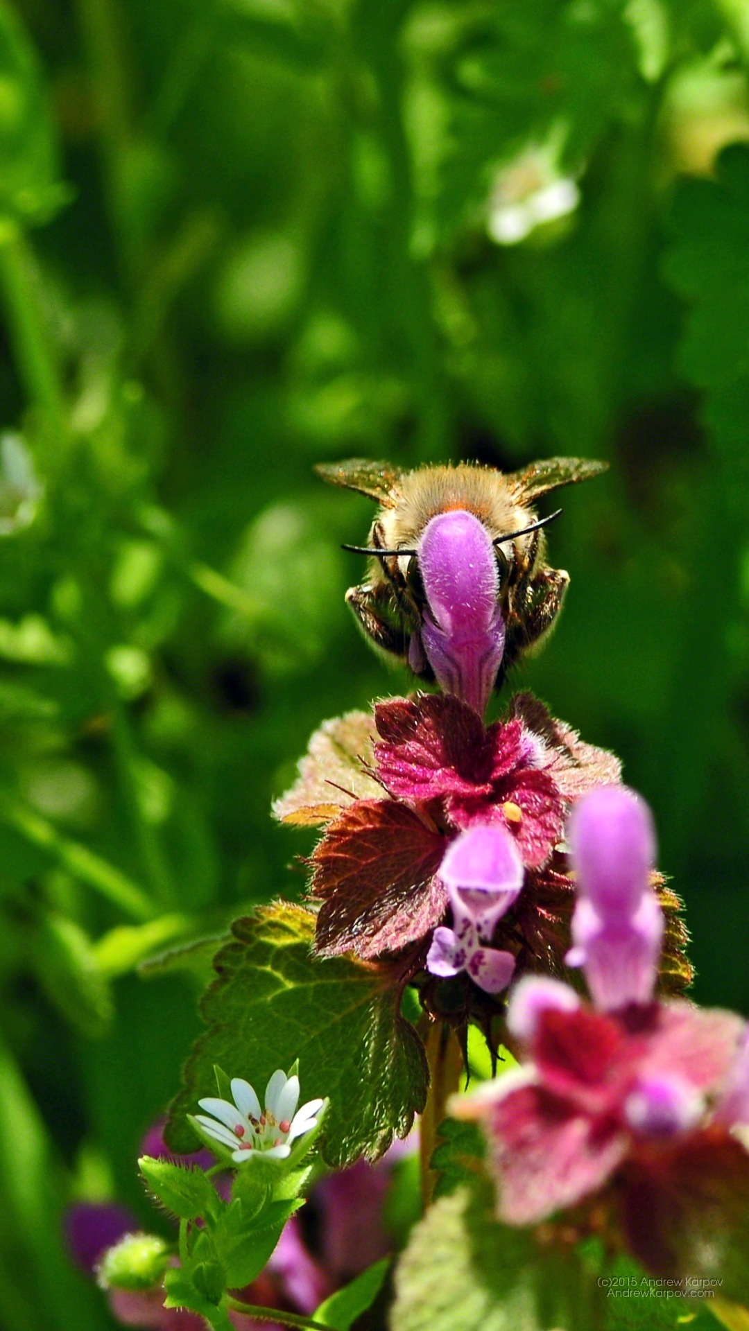 fondo de pantalla para iphone 6,planta floreciendo,flor,abeja,insecto,abeja