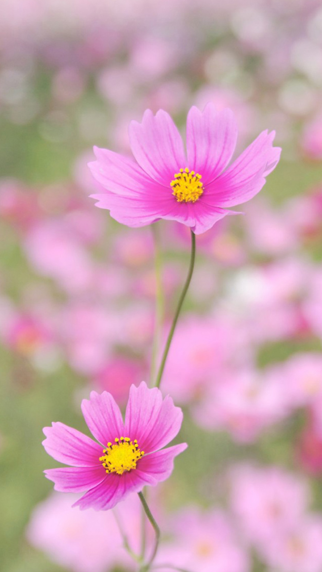 6 plus wallpaper,flower,flowering plant,petal,plant,pink