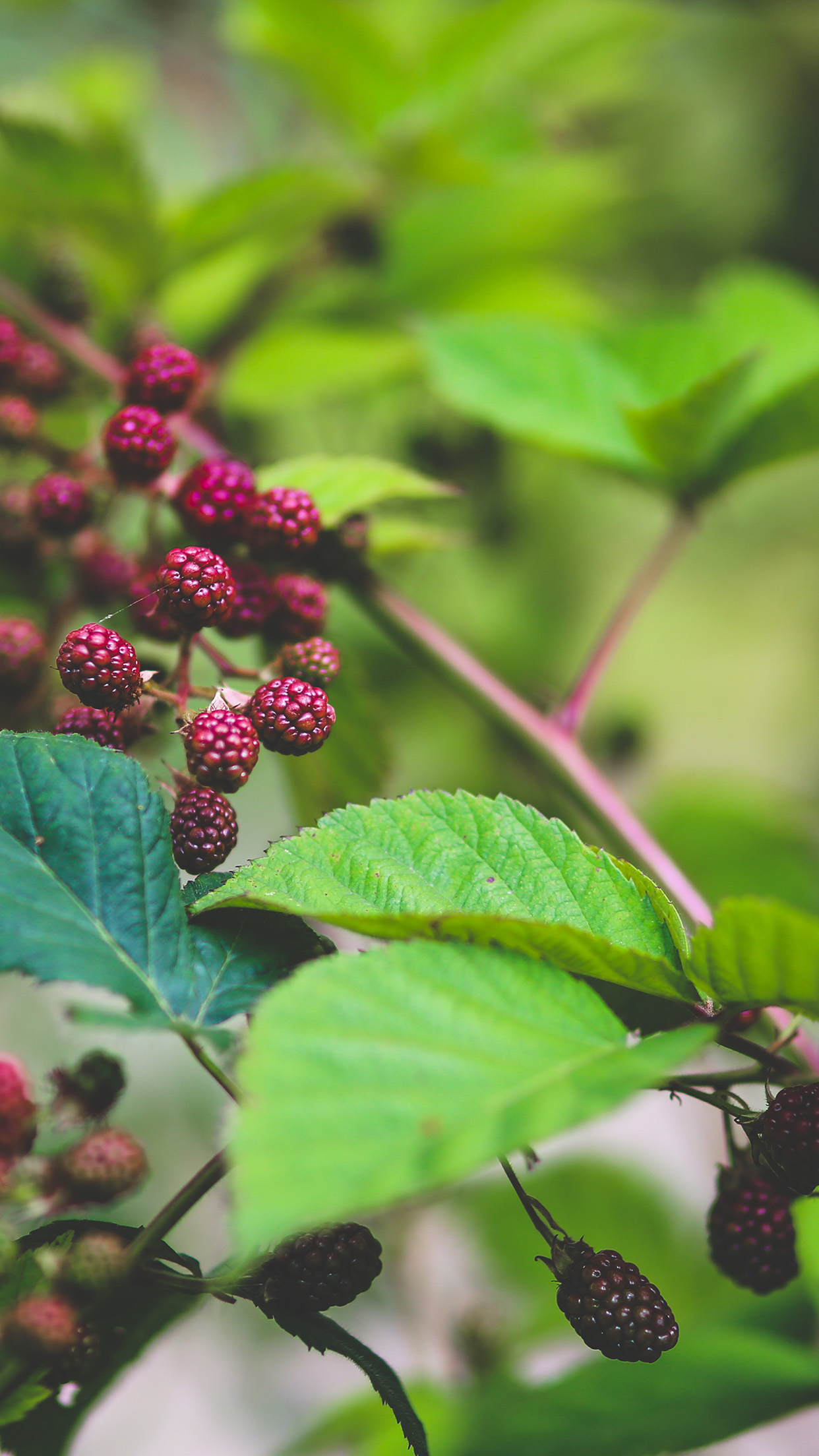 6 più carta da parati,pianta fiorita,fiore,pianta,foglia,pianta legnosa