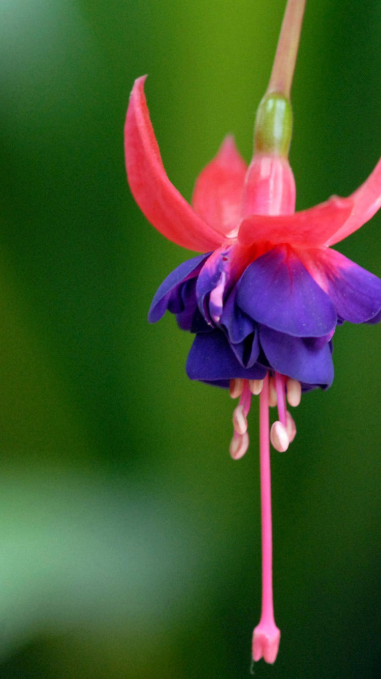 6 plus fond d'écran,fleur,plante à fleurs,fuchsia,pétale,plante