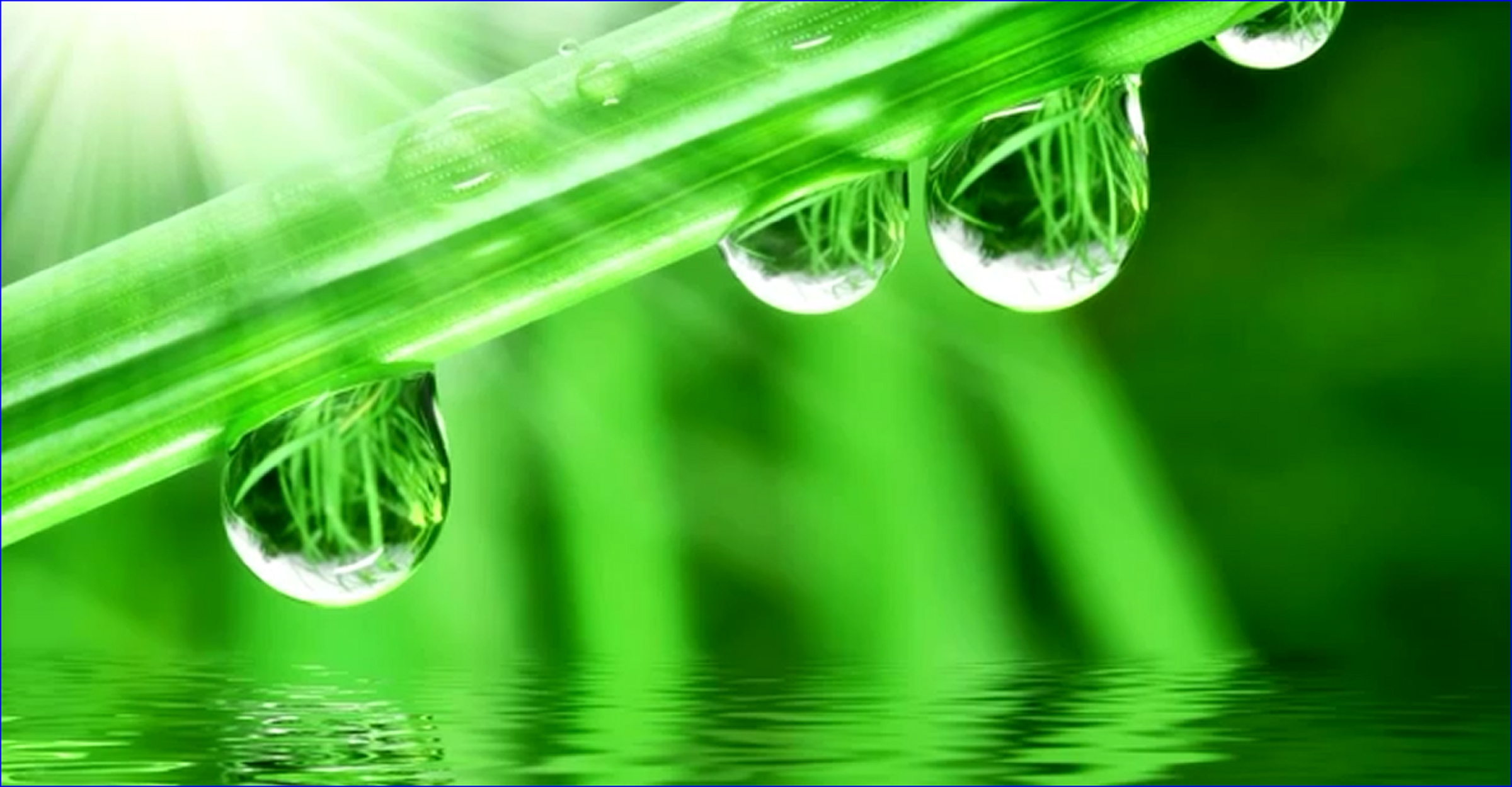 fondo de pantalla de gota de agua para móvil,verde,agua,rocío,soltar,humedad