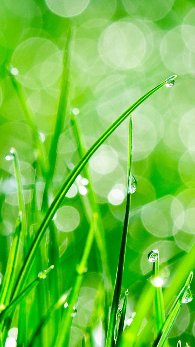 fondo de pantalla de gota de agua para móvil,verde,rocío,humedad,agua,césped