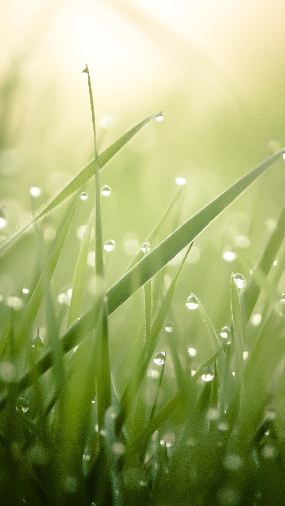 fond d'écran goutte d'eau pour mobile,humidité,rosée,l'eau,herbe,la nature