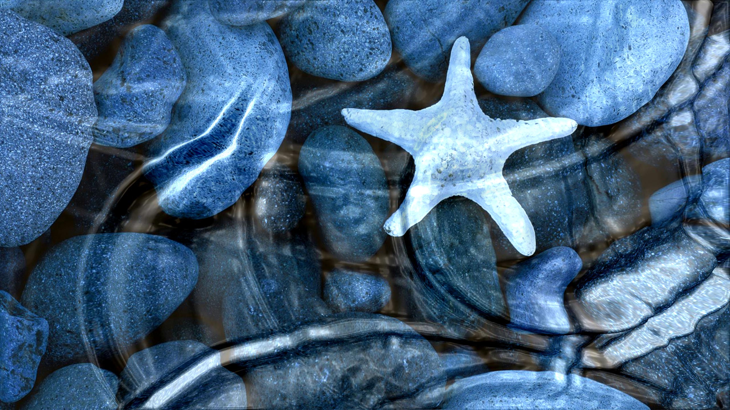 acqua 3d live wallpaper,stella marina,blu,invertebrati marini,modello