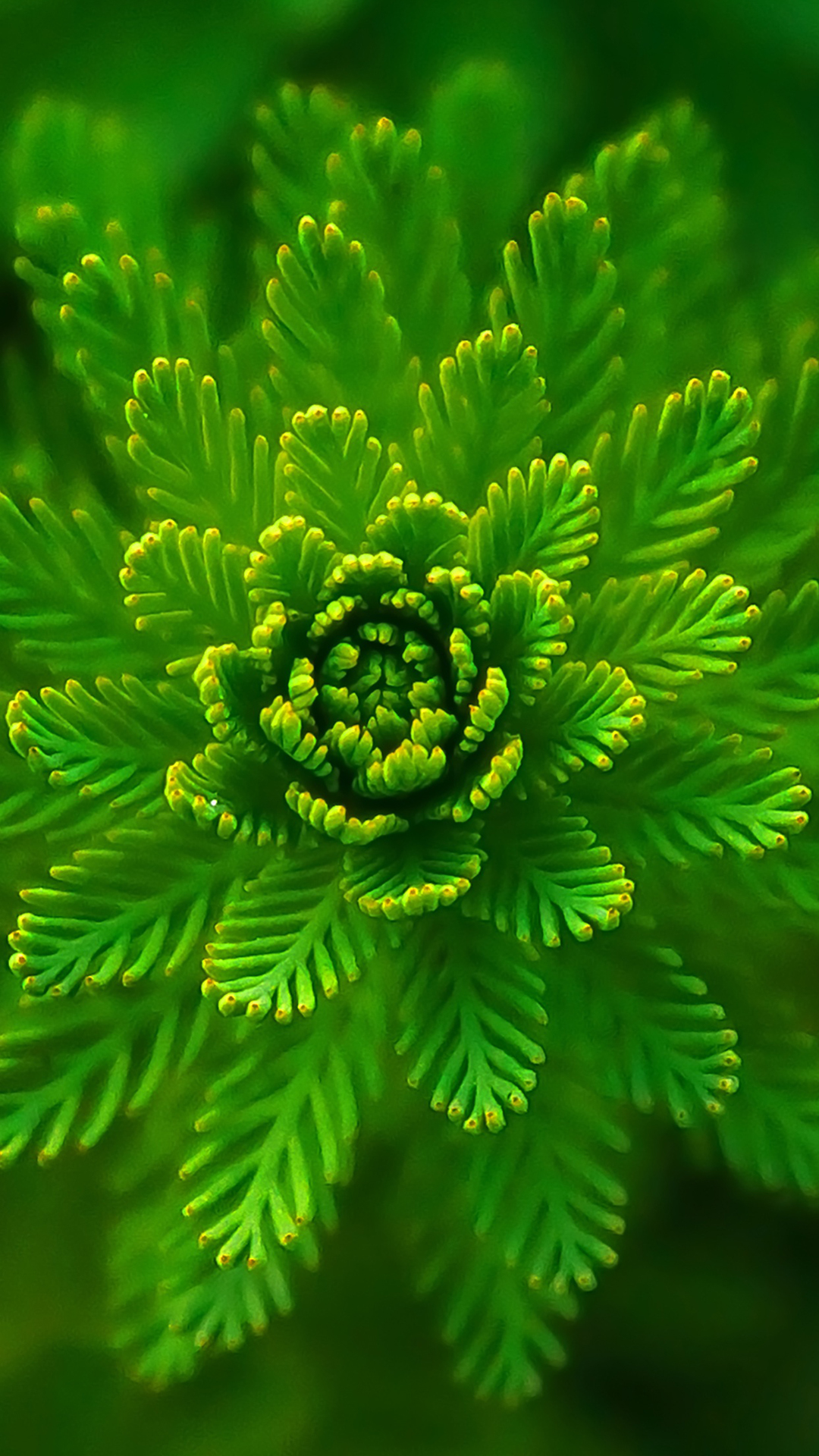 hd water wallpapers for mobile,green,flower,leaf,plant,flowering plant