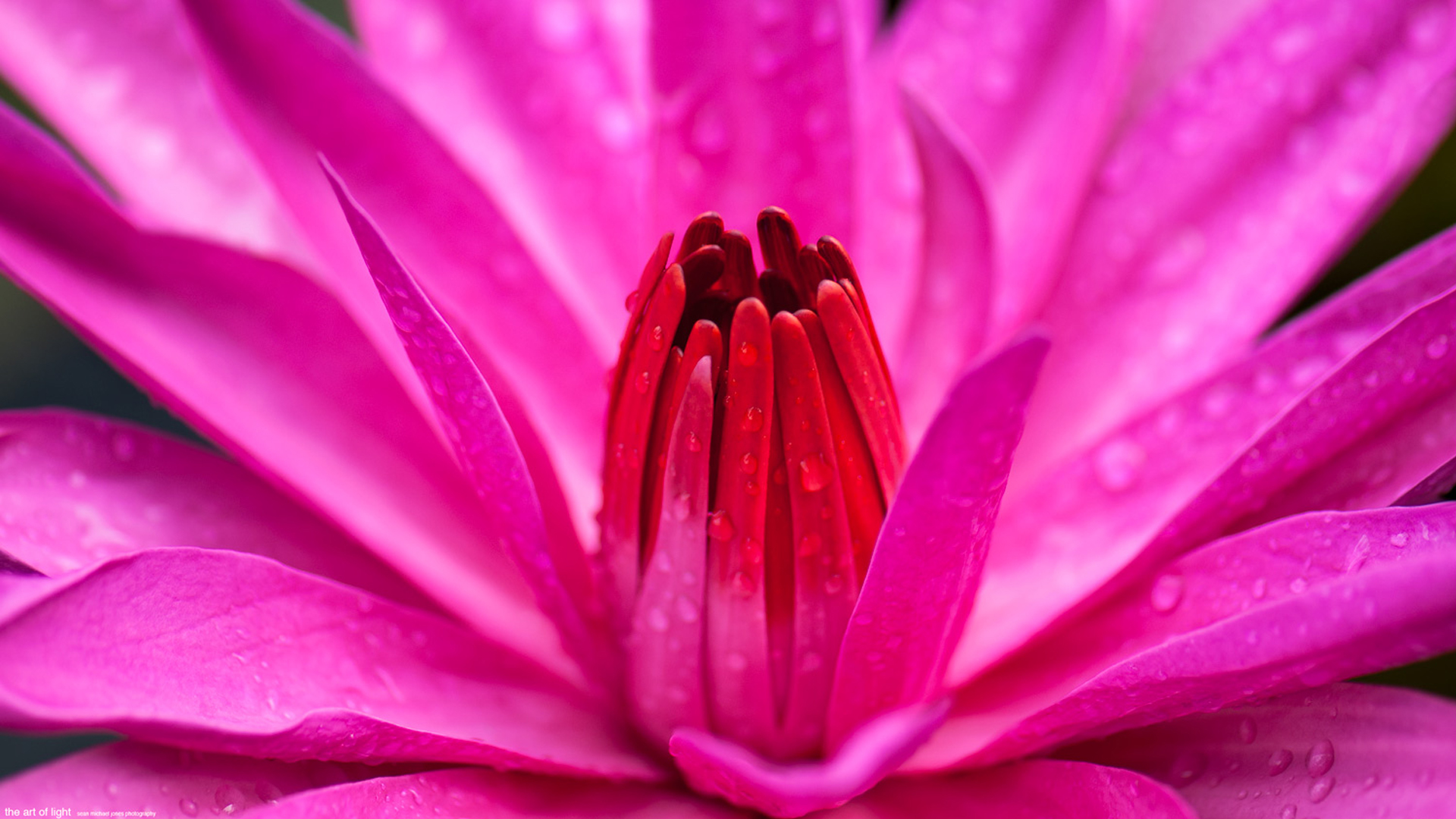 핑크 워터 벽지,꽃잎,꽃 피는 식물,꽃,분홍,매크로 사진