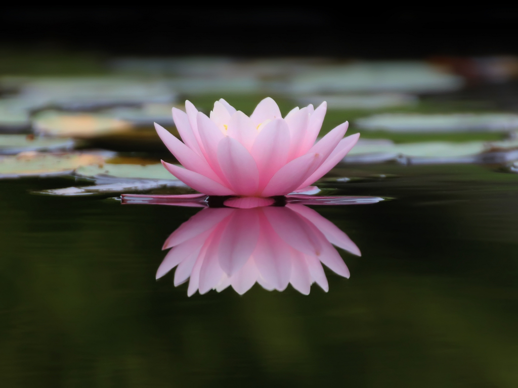 pink water wallpaper,flower,aquatic plant,petal,pink,fragrant white water lily