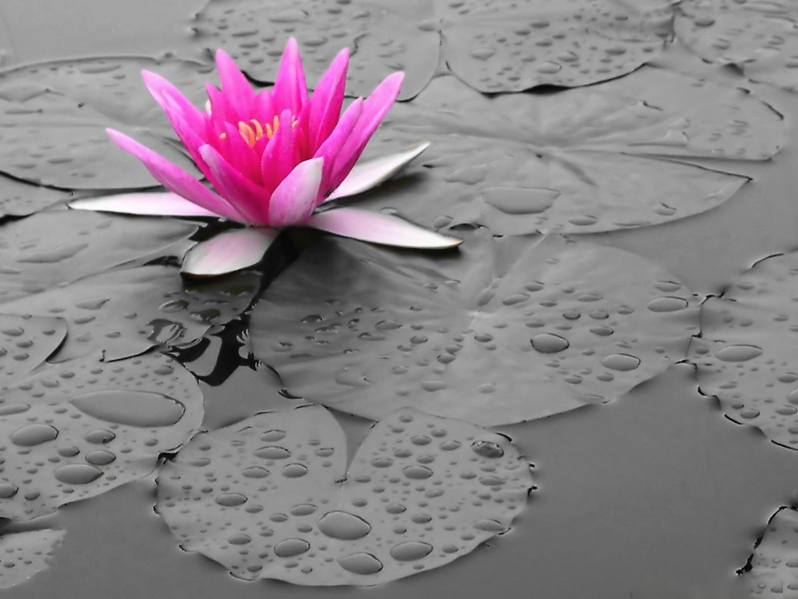 pink water wallpaper,fragrant white water lily,sacred lotus,aquatic plant,lotus family,lotus