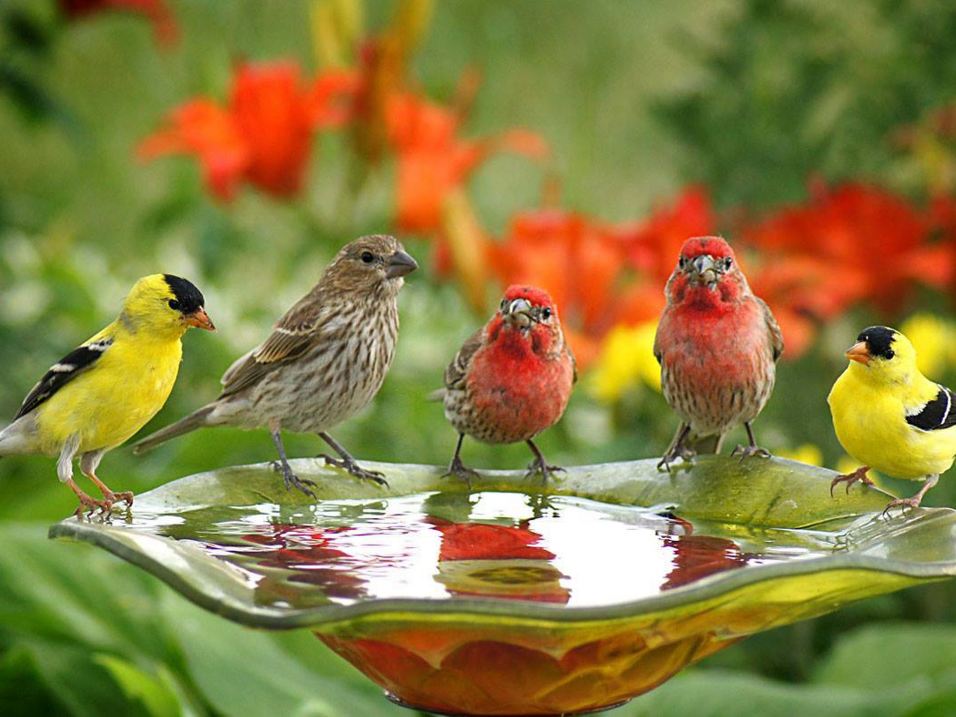 boire du papier peint de l'eau,oiseau,la nature,bouvreuil,oiseau chanteur,roselin familier