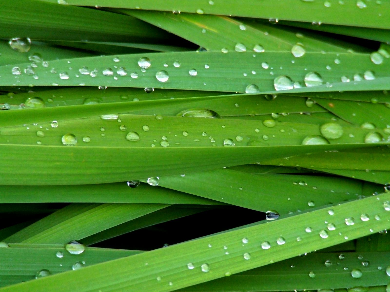 緑の水の壁紙,緑,露,水分,葉,水