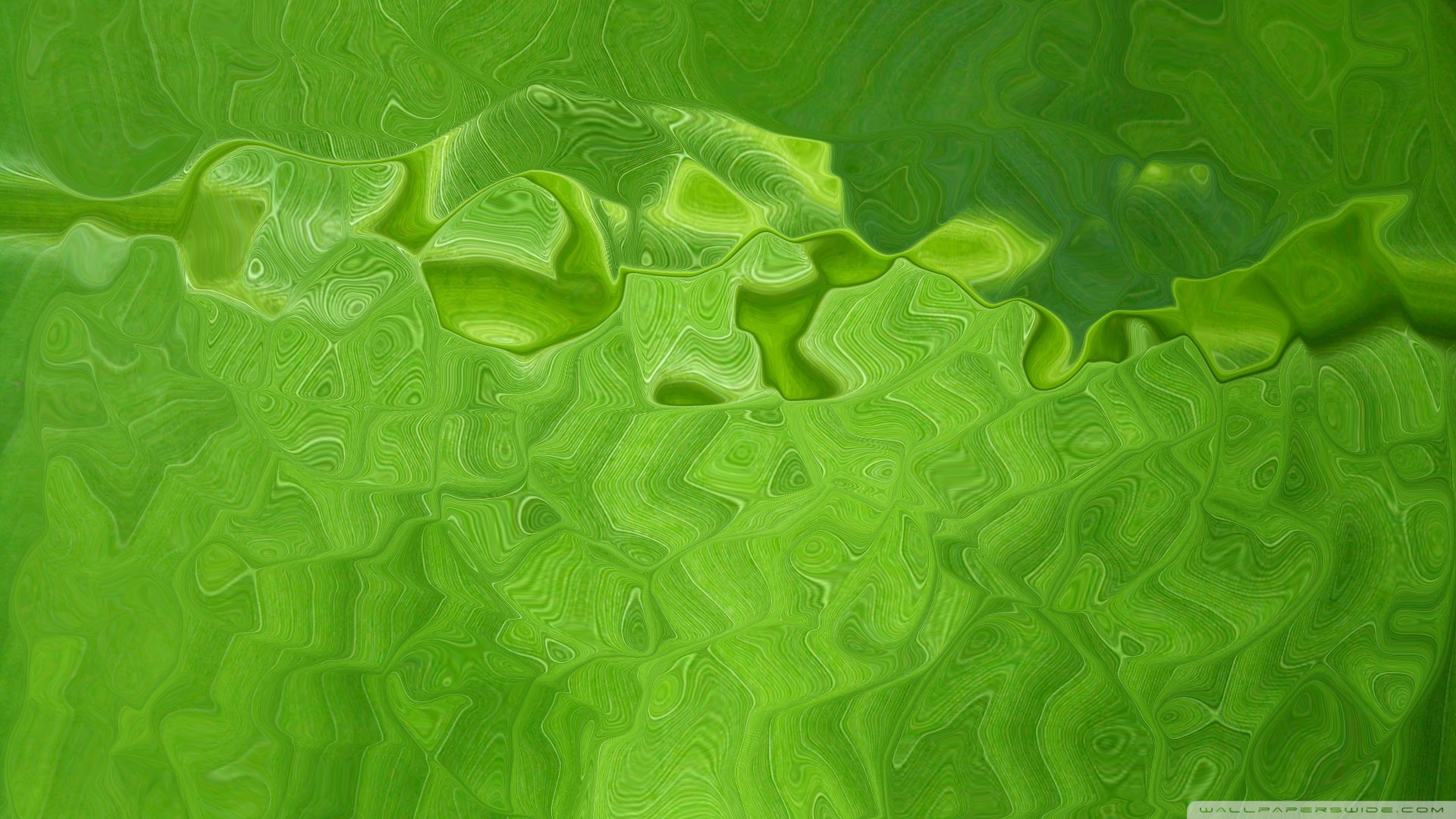 녹색 물 벽지,초록,잎,잔디,식물,무늬