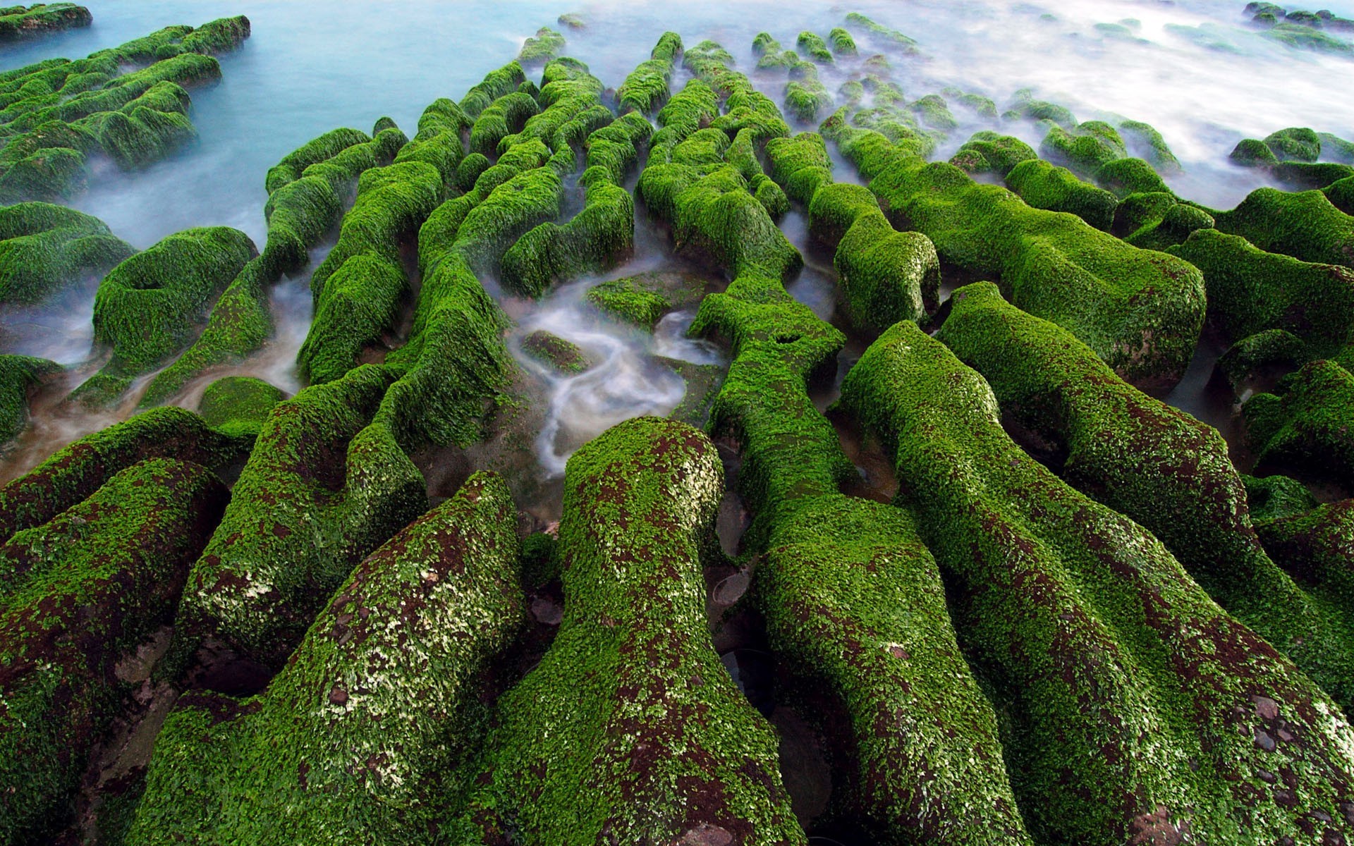 green water wallpaper,nature,green,green algae,plant,algae