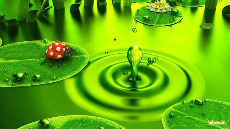 녹색 물 벽지,초록,물,잎,이슬,하락
