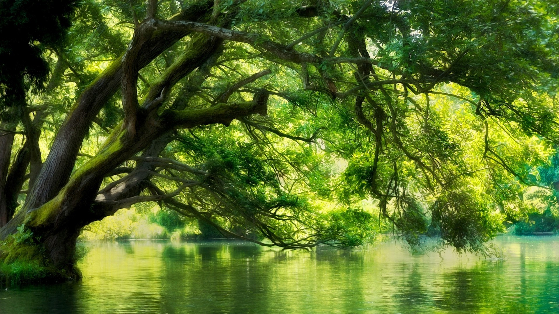 papier peint eau verte,la nature,paysage naturel,arbre,vert,l'eau