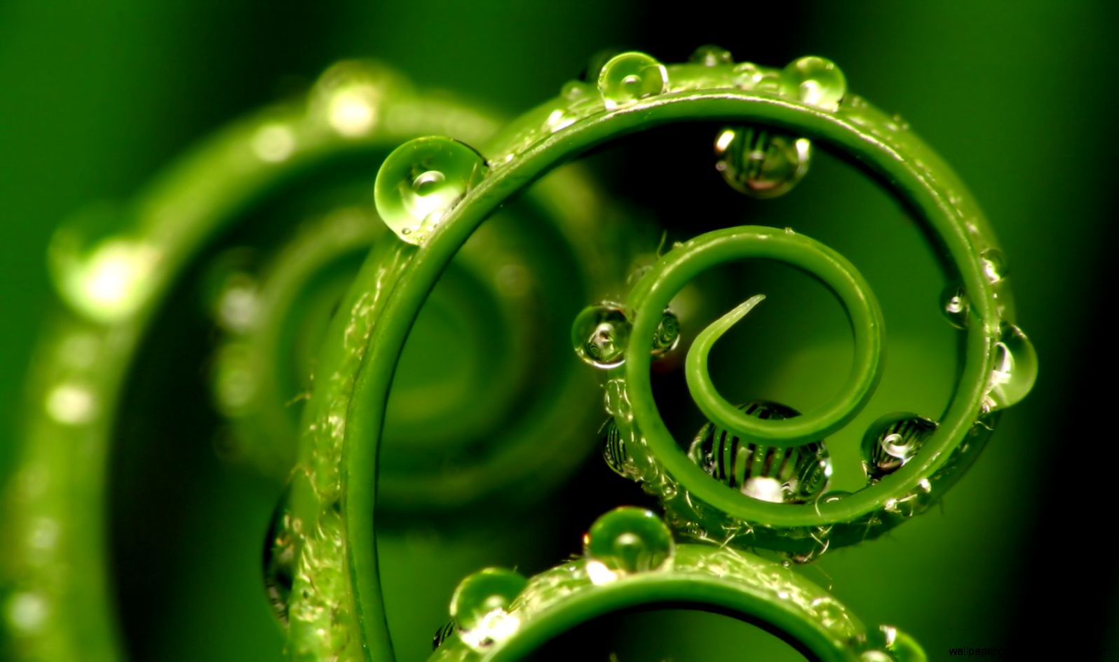 green water wallpaper,green,macro photography,water,close up,dew