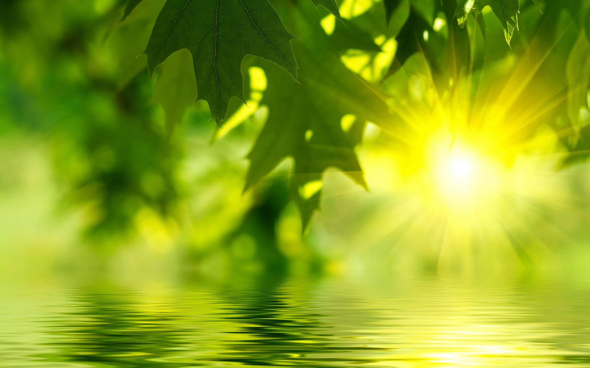 fondo de pantalla de agua verde,verde,naturaleza,hoja,paisaje natural,luz del sol