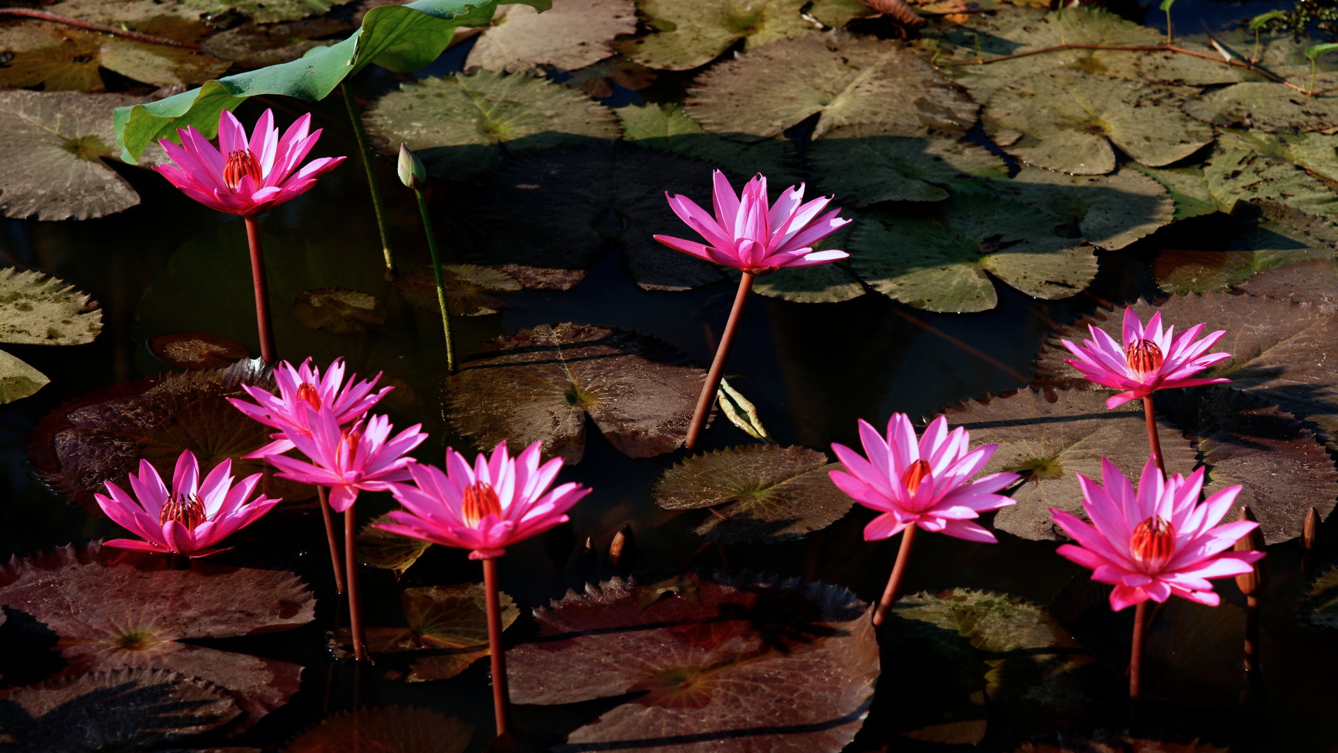 wallpaper water flower,flower,fragrant white water lily,flowering plant,aquatic plant,plant