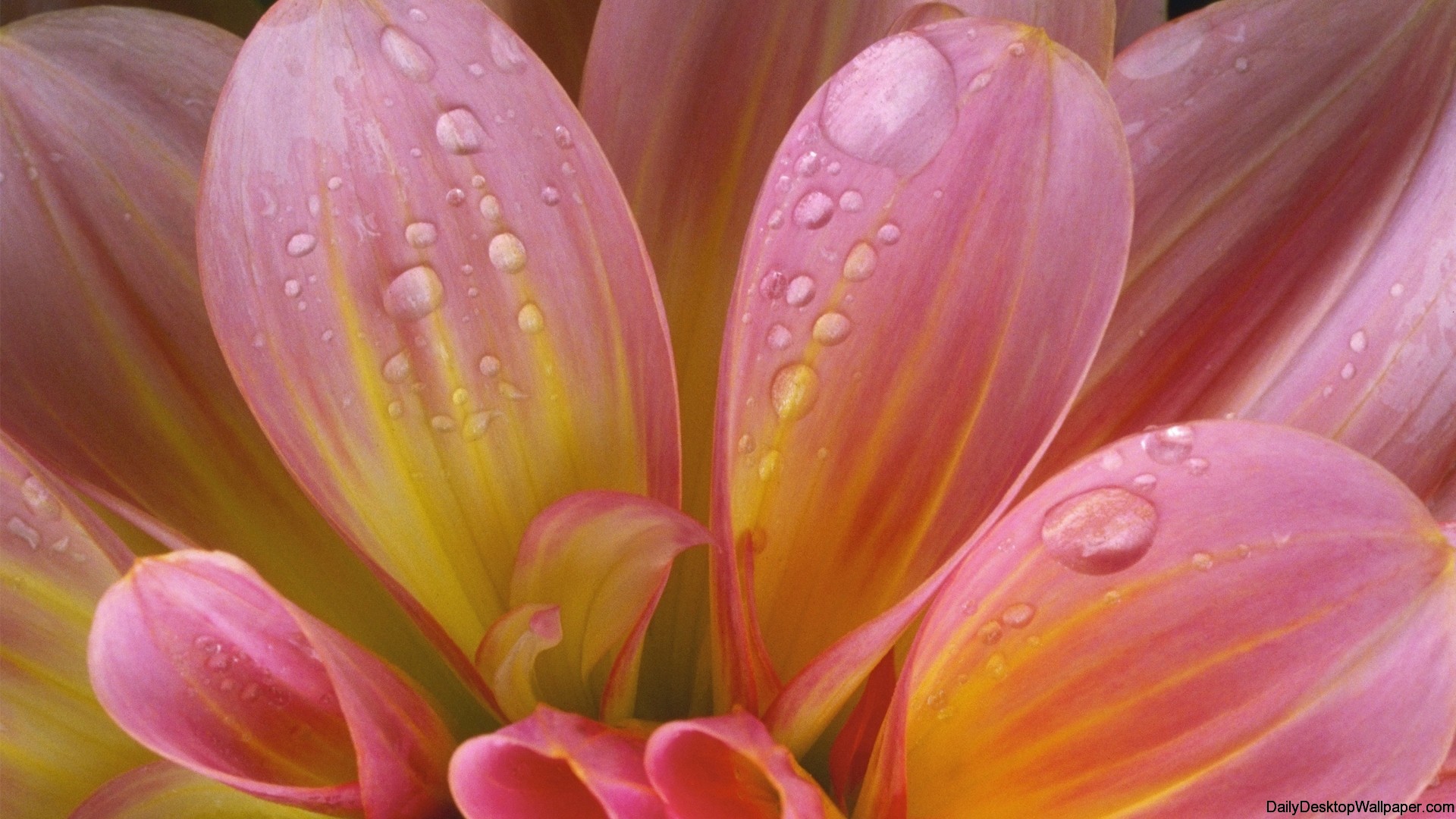 wallpaper water flower,petal,flower,water,pink,close up