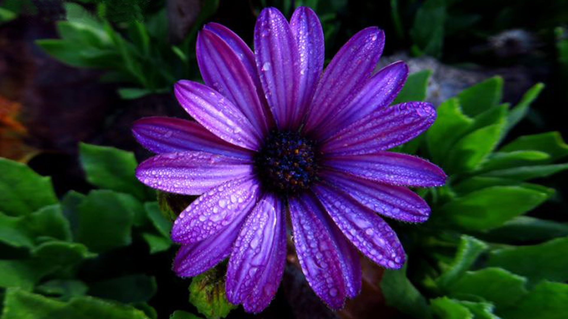 papel pintado agua flor,flor,pétalo,púrpura,azul,violeta