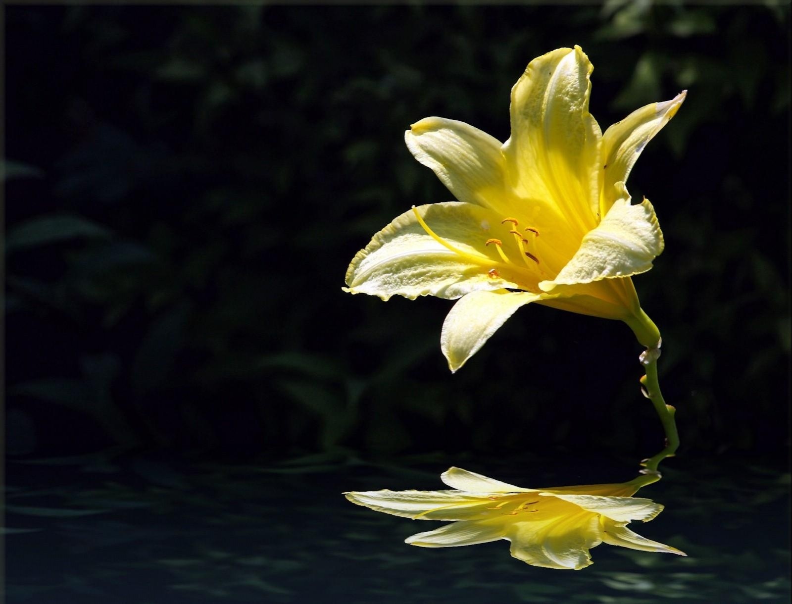 wallpaper water flower,petal,yellow,flower,plant,still life photography