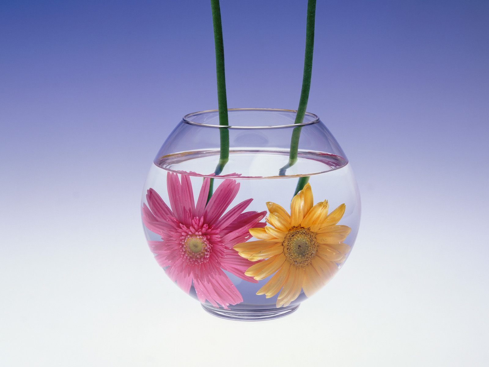 papier peint fleur d'eau,gerbera,verre,fleur,pétale,plante
